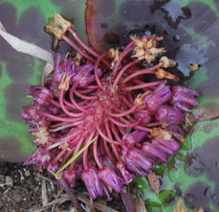Ledebouria ovatifolia ovatifolia