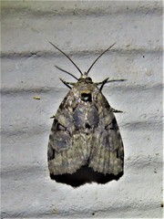 Pseudeustrotia indeterminata