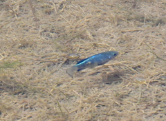 Cyprinodon macularius