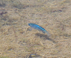 Cyprinodon macularius