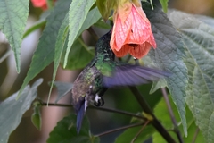 Saucerottia cyanifrons