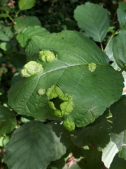 Taphrina tosquinetii