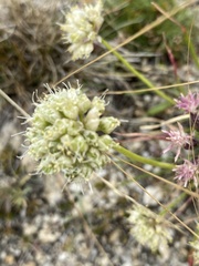 Allium stellerianum