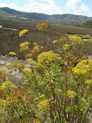 Notobubon laevigatum