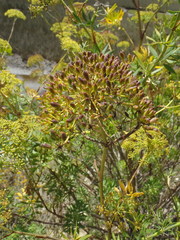 Notobubon laevigatum