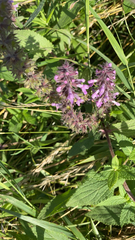 Stachys palustris