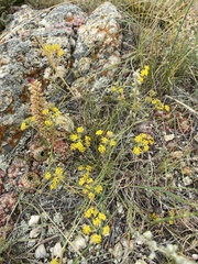 Bupleurum bicaule