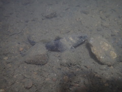 Psammogobius biocellatus