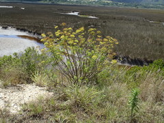 Notobubon laevigatum