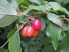 Cornus mas