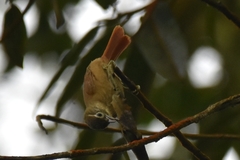 Anabacerthia striaticollis