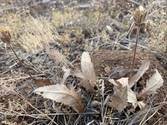 Balsamorhiza serrata