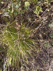 Carex humilis
