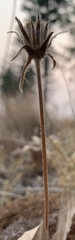Balsamorhiza serrata