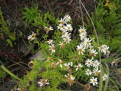 Osmitopsis osmitoides