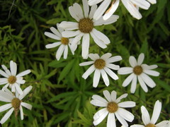 Osmitopsis osmitoides