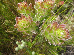 Mimetes pauciflorus