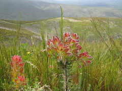 Mimetes pauciflorus