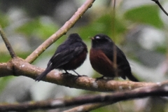 Ochthoeca cinnamomeiventris