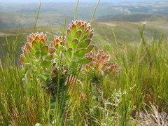 Mimetes pauciflorus