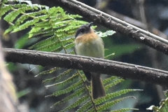 Leptopogon rufipectus