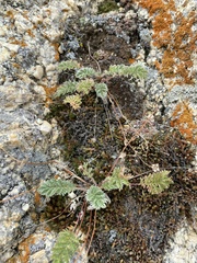Potentilla sericea