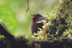 Ochthoeca cinnamomeiventris