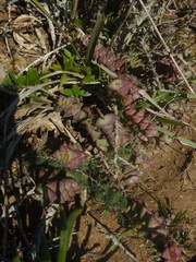 Crassula perforata perforata