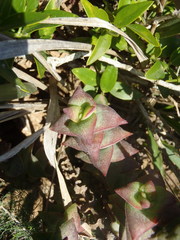 Crassula perforata perforata