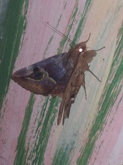 Ommatophora luminosa