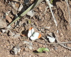 Colotis euippe omphale