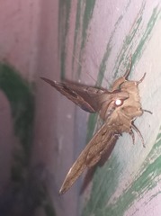 Ommatophora luminosa