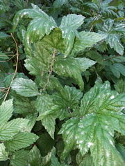 Podosphaera spiraeae