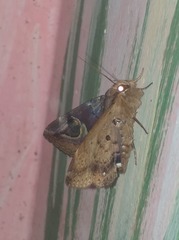Ommatophora luminosa
