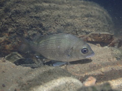 Acanthopagrus pacificus