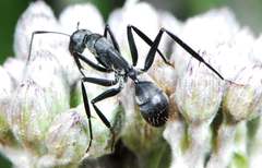 Camponotus eugeniae