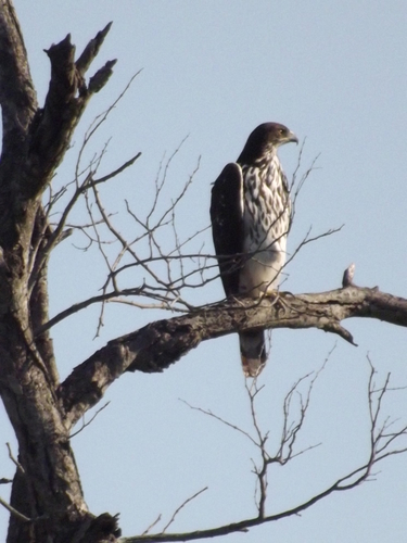 Aquila spilogaster