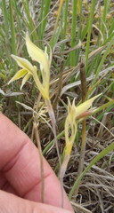 Gladiolus permeabilis permeabilis
