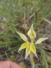 Gladiolus permeabilis permeabilis