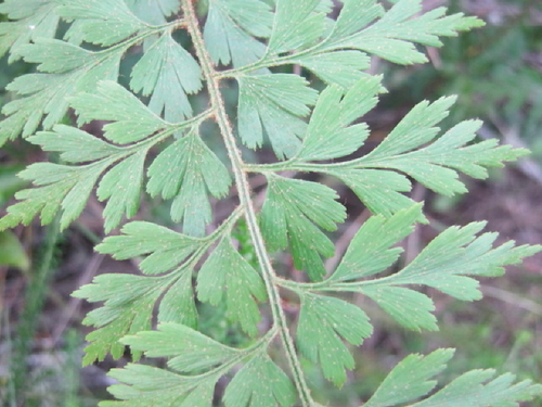 African Spleenwort