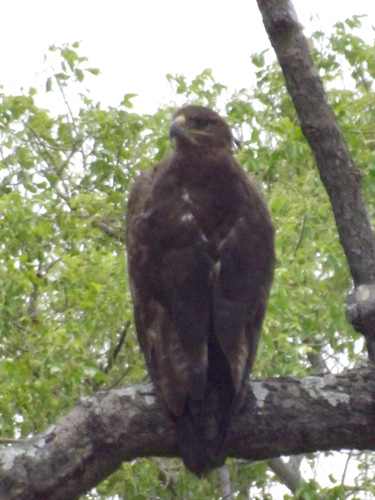 Aquila nipalensis