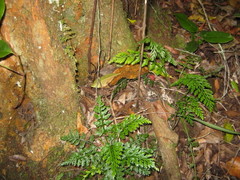 Asplenium rutifolium