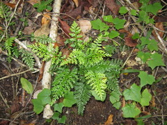Asplenium rutifolium