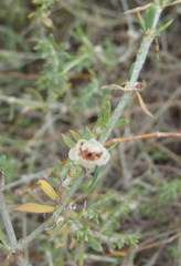 Pollichia campestris