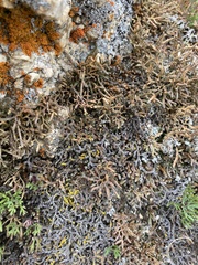 Selaginella sanguinolenta