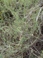 Pollichia campestris