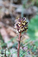Orobanche reticulata