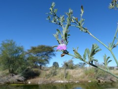 Justicia divaricata