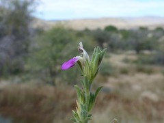 Justicia divaricata