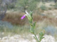 Justicia divaricata